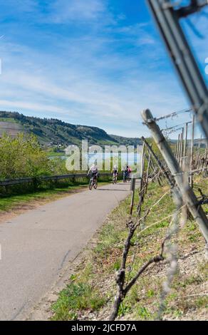 Weinberge und Moselradweg mit Radfahrern zwischen Detzem und Mehring bei sonnigem Wetter im April. Stockfoto