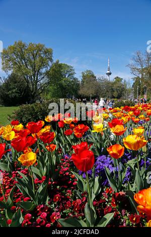 Tulpenblüte, Luisenpark, Frühling, Fernsehturm, Mannheim, Baden-Württemberg, Deutschland Stockfoto