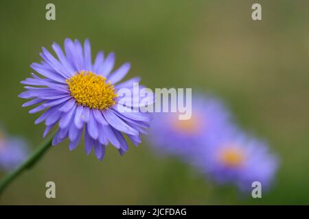 Violette Blüten von Alpenstern (Aster alpinus), Deutschland Stockfoto