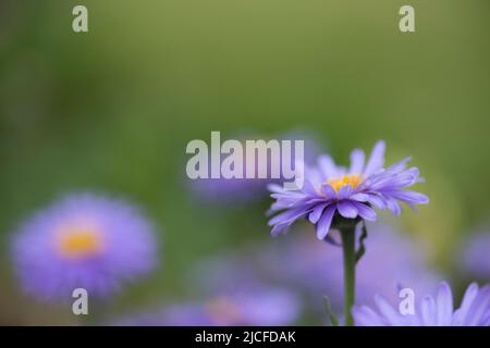 Violette Blüten von Alpenstern (Aster alpinus), Deutschland Stockfoto