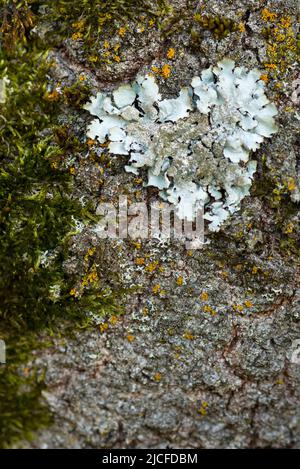 Kleines Herz aus leichter Flechte auf der Rinde eines Baumstammes, Deutschland, Hessen, Naturpark Lahn-Dill-Bergland Stockfoto