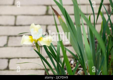 Iris siberica „Butter und Zucker“. Sibirische Iris Stockfoto