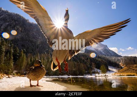 Ein stockentrake fliegt mit ausgebreiteten Flügeln hoch, die Sonne bildet auf ihrem Schatten einen Sonnenstern, während ihre Weibchen auf dem letzten Wintereis am Ufer des frühlingshaften Ferchensees in den bayerischen Alpen oberhalb von Mittenwald sitzen. Im Hintergrund blauer Himmel und der Wetterstein. Wassertropfen bilden einige Reflexionen auf der Linse. Stockfoto