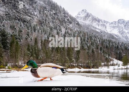 Frühling am Ferchensee oberhalb von Mittenwald. Ein entendrake läuft auf dem Eis vor der Kamera, im Hintergrund der Wetterstein, Schnee und der Wetterstein ein Berg in den bayerischen Alpen oberhalb von Mittenwald. Stockfoto