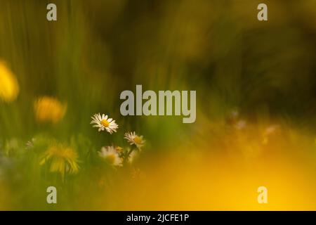 Frühling auf einer Bergwiese, Gänseblümchen, die zwischen dem Dandelion und dichtem Gras blühen, ein buntes Bild von einer Blumenwiese. Stockfoto