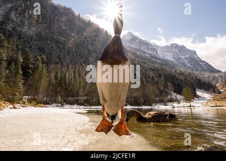 Ein stockentrockener springt senkrecht in die Luft mit seiner ventralen Seite vor der Kamera, dessen Schnabel fast die Sonne berührt. Währenddessen schwimmt ihr Weibchen im kristallklaren Wasser des frühlingshaften Ferchensees in den bayerischen Alpen, oberhalb von Mittenwald, mit dem Wetterstein im Hintergrund. Stockfoto