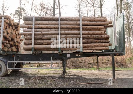 Logs auf einem Anhänger bereit für den Transport an einem Holzfällerstandort in Deutschland Stockfoto