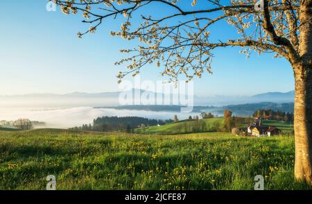 Blick über das Illertal auf die Allgäuer Alpen an einem sonnigen Frühlingstag. Umrahmt von einem blühenden Baum. Bayern, Deutschland Stockfoto