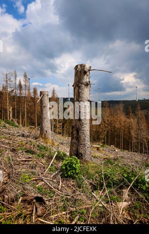 04/27/2022, Hilchenbach, Nordrhein-Westfalen, Deutschland - Waldausfall im Landkreis Siegen-Wittgenstein im Sauerland schädigen Dürre und Rindenkäfer Fichten im Nadelwald. Abgestorbene Fichtenwälder wurden gefällt. Im Hintergrund Windturbinen im Wald. Stockfoto