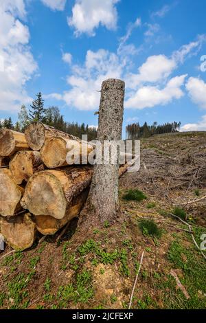 04/27/2022, Hilchenbach, Nordrhein-Westfalen, Deutschland - Waldausfall im Landkreis Siegen-Wittgenstein im Sauerland schädigen Dürre und Rindenkäfer Fichten im Nadelwald. Abgestorbene Fichtenwälder wurden gefällt. Stockfoto