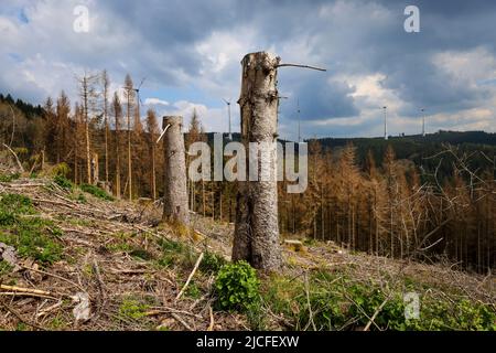 04/27/2022, Hilchenbach, Nordrhein-Westfalen, Deutschland - Waldausfall im Landkreis Siegen-Wittgenstein im Sauerland schädigen Dürre und Rindenkäfer Fichten im Nadelwald. Abgestorbene Fichtenwälder wurden gefällt. Im Hintergrund Windturbinen im Wald. Stockfoto