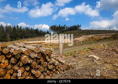 04/27/2022, Hilchenbach, Nordrhein-Westfalen, Deutschland - Waldausfall im Landkreis Siegen-Wittgenstein im Sauerland schädigen Dürre und Rindenkäfer Fichten im Nadelwald. Abgestorbene Fichtenwälder wurden gefällt. Stockfoto