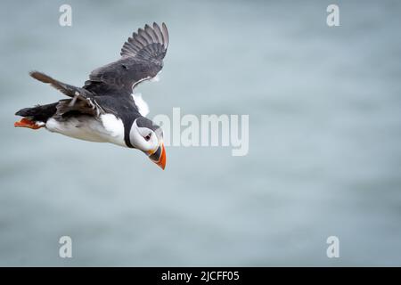 Puffin (Fratercula artica) fliegt von seinem Steilhang an den RSPB Bempton Cliffs Stockfoto