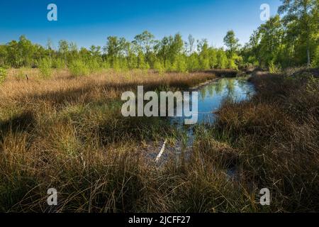 Deutschland, Senden (Westfalen), Münsterland, Westfalen, Nordrhein-Westfalen, NRW, Senden-Venne, Venner Moor, Naturschutzgebiet, ehemaliges Hochmoor, Sumpflandschaft Stockfoto