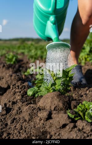Eine Gießkanne aus Kunststoff gießt Wasser auf die Betten. Nahaufnahme eines Kartoffelbetts, das aus einer Gießkanne gegossen wird Stockfoto