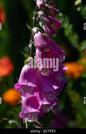 Im Sommer wächst auf einer Wiese vor anderen Blüten ein leuchtend violett blühender Fuchshandschuh (digitalis) im Hochformat Stockfoto