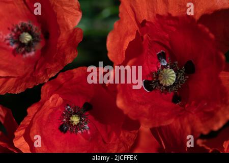 Drei leuchtend rote Mohnblumen auf der Wiese, von oben fotografiert. In der Mitte der Stollen mit Pollen. Stockfoto