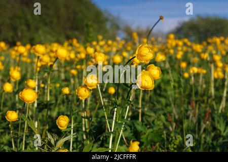 Gelber Trollius europaeus. Der gemeinsame Name einiger Arten ist Globeflower oder Globenblume Stockfoto