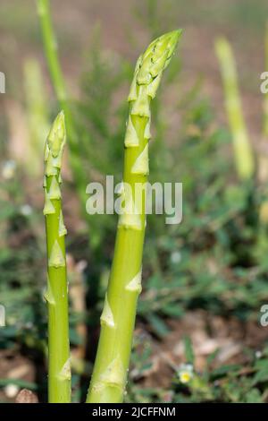 Nahaufnahme von grünem, frischem Spargel, der auf dem Spargelfeld aus dem Boden wächst. Stockfoto