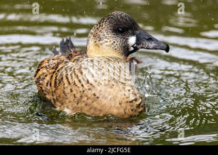 Afrikanische Weißrückenente im WWT Arundel Wetland Centre, Arundel, West Sussex, Großbritannien, einem Naturschutzgebiet, das vom Wildfowl and Wetlands Trust verwaltet wird. 10. Stockfoto