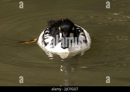 Goldeneye im WWT Arundel Wetland Centre, Arundel, West Sussex, Großbritannien, einem Naturschutzgebiet, das vom Wildfowl and Wetlands Trust verwaltet wird. 10.. Juni 2022 Stockfoto