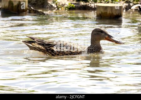 Northern Shoveler (weiblich) im WWT Arundel Wetland Centre, Arundel, West Sussex, Großbritannien, einem Naturschutzgebiet, das vom Wildfowl and Wetlands Trust verwaltet wird. 10. Stockfoto