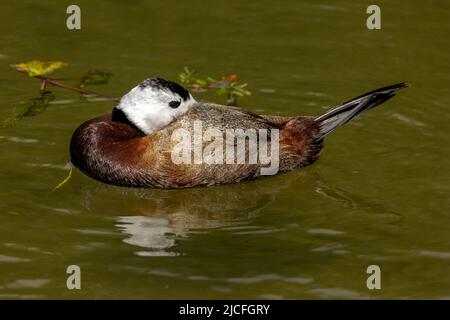 Ruddy Duck im WWT Arundel Wetland Centre, Arundel, West Sussex, Großbritannien, einem Naturschutzgebiet, das vom Wildfowl and Wetlands Trust verwaltet wird. 10.. Juni 2022 Stockfoto