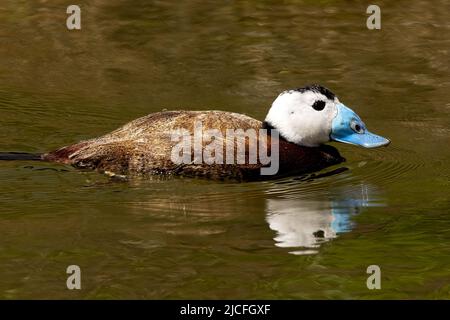 Ruddy Duck im WWT Arundel Wetland Centre, Arundel, West Sussex, Großbritannien, einem Naturschutzgebiet, das vom Wildfowl and Wetlands Trust verwaltet wird. 10.. Juni 2022 Stockfoto