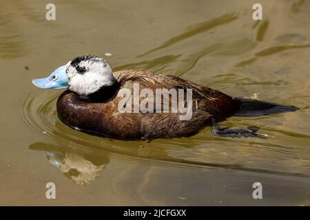 Ruddy Duck im WWT Arundel Wetland Centre, Arundel, West Sussex, Großbritannien, einem Naturschutzgebiet, das vom Wildfowl and Wetlands Trust verwaltet wird. 10.. Juni 2022 Stockfoto