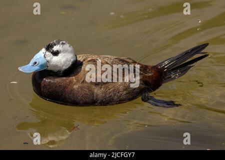 Ruddy Duck im WWT Arundel Wetland Centre, Arundel, West Sussex, Großbritannien, einem Naturschutzgebiet, das vom Wildfowl and Wetlands Trust verwaltet wird. 10.. Juni 2022 Stockfoto