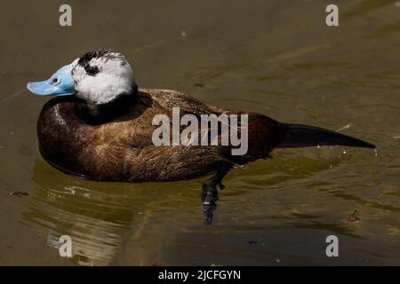 Ruddy Duck im WWT Arundel Wetland Centre, Arundel, West Sussex, Großbritannien, einem Naturschutzgebiet, das vom Wildfowl and Wetlands Trust verwaltet wird. 10.. Juni 2022 Stockfoto