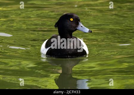 Rüdenente mit Tufting oder Tufted Pochard im WWT Arundel Wetland Center, Arundel, West Sussex, Großbritannien, Stockfoto