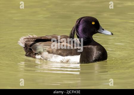 Tufted Duck im WWT Arundel Wetland Centre, Arundel, West Sussex, Großbritannien, einem Naturschutzgebiet, das vom Wildfowl and Wetlands Trust verwaltet wird. 10.. Juni 2022 Stockfoto