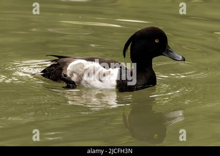 Tufted Duck im WWT Arundel Wetland Centre, Arundel, West Sussex, Großbritannien, einem Naturschutzgebiet, das vom Wildfowl and Wetlands Trust verwaltet wird. 10.. Juni 2022 Stockfoto