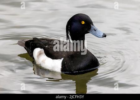 Tufted Duck im WWT Arundel Wetland Centre, Arundel, West Sussex, Großbritannien, einem Naturschutzgebiet, das vom Wildfowl and Wetlands Trust verwaltet wird. 10.. Juni 2022 Stockfoto