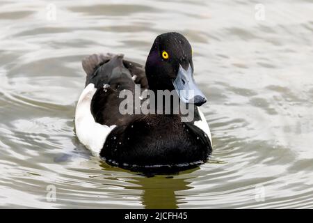 Tufted Duck im WWT Arundel Wetland Centre, Arundel, West Sussex, Großbritannien, einem Naturschutzgebiet, das vom Wildfowl and Wetlands Trust verwaltet wird. 10.. Juni 2022 Stockfoto