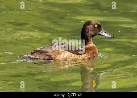 Tufted Duck, weiblich im WWT Arundel Wetland Centre, Arundel, West Sussex, Großbritannien, einem Naturschutzgebiet, das vom Wildfowl and Wetlands Trust verwaltet wird. 10.. Juni 20 Stockfoto