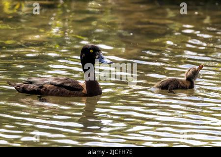 Weibliche Tufted Duck, auch bekannt als Tufted Pochard mit Entlein, im WWT Arundel Wetland Centre, Arundel, West Sussex, Großbritannien, Stockfoto