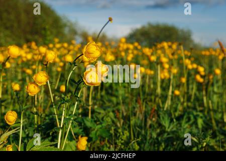 Gelber Trollius europaeus. Der gemeinsame Name einiger Arten ist Globeflower oder Globenblume. Wildpflanze Stockfoto