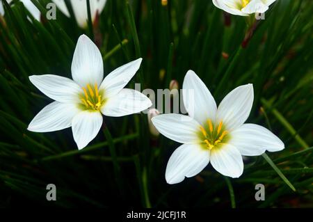 Zwei weiße Zephyranthes Candida (Weiße Regenlilie oder peruanische Sumpflilie) Blumen im RHS Garden Harlow Carr, Harrogate, Yorkshire, England, Großbritannien. Stockfoto