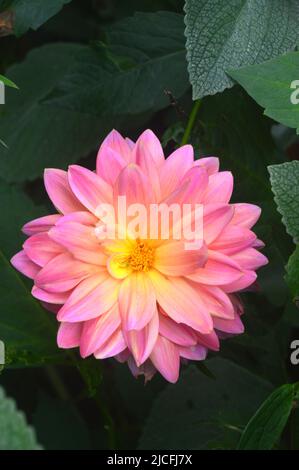 Single Pink/Yellow Dahlia 'Ken's Rarität' (Waterlily Dahlia) Blume im RHS Garden Harlow Carr, Harrogate, Yorkshire, England, UK. Stockfoto