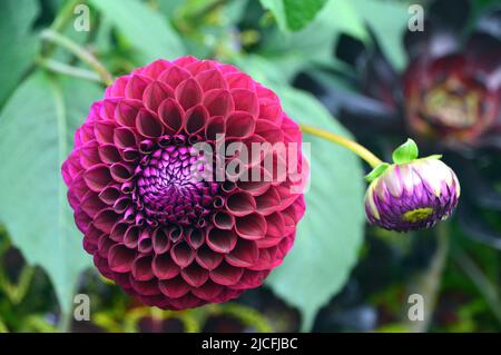 Einzelne Dahlienblüten und Blütenknospen mit Pompom-Ball aus Burgund/oder Purpur im RHS Garden Harlow Carr, Harrogate, Yorkshire, England, Großbritannien. Stockfoto