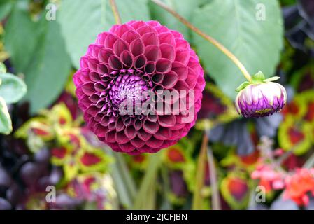 Einzelne Dahlienblüten und Blütenknospen mit Pompom-Ball aus Burgund/oder Purpur im RHS Garden Harlow Carr, Harrogate, Yorkshire, England, Großbritannien. Stockfoto