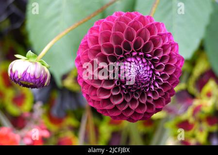 Einzelne Dahlienblüten und Blütenknospen mit Pompom-Ball aus Burgund/oder Purpur im RHS Garden Harlow Carr, Harrogate, Yorkshire, England, Großbritannien. Stockfoto