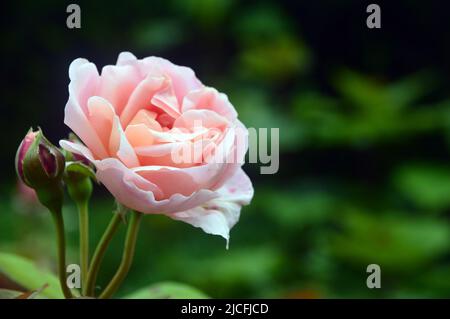 Einzelne rosa Rose „Rosa Brother Cadfael“ Flower & Flower Bud im RHS Garden Harlow Carr, Harrogate, Yorkshire, England, Großbritannien. Stockfoto