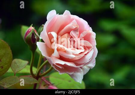 Einzelne rosa Rose „Rosa Brother Cadfael“ Flower & Flower Bud im RHS Garden Harlow Carr, Harrogate, Yorkshire, England, Großbritannien. Stockfoto