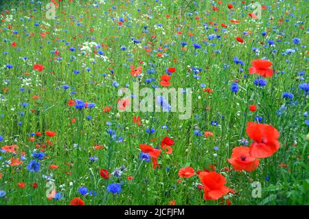 Wilde Sommerblumen in Wild Flower Border im RHS Garden Harlow Carr, Harrogate, Yorkshire, England, Großbritannien angebaut. Stockfoto