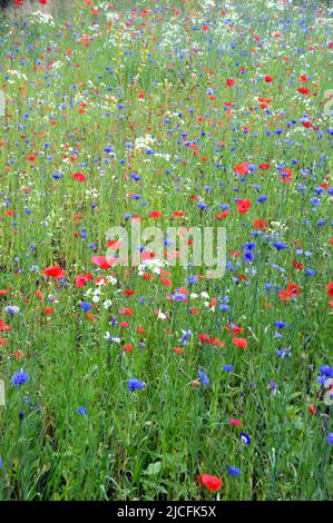 Wilde Sommerblumen in Wild Flower Border im RHS Garden Harlow Carr, Harrogate, Yorkshire, England, Großbritannien angebaut. Stockfoto