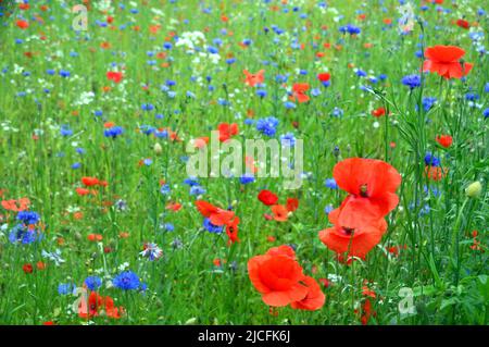 Wilde Sommerblumen in Wild Flower Border im RHS Garden Harlow Carr, Harrogate, Yorkshire, England, Großbritannien angebaut. Stockfoto