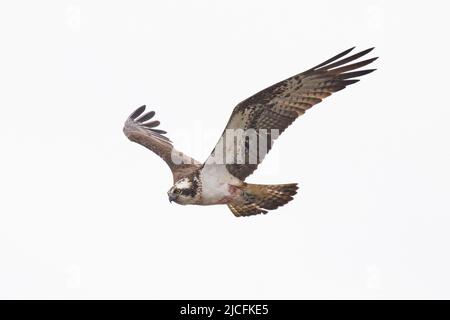 Fischadler Pandion haliaetus Stockfoto